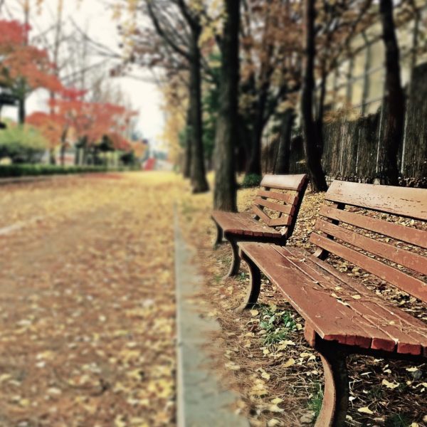 brown wooden bench with brown dried leaves